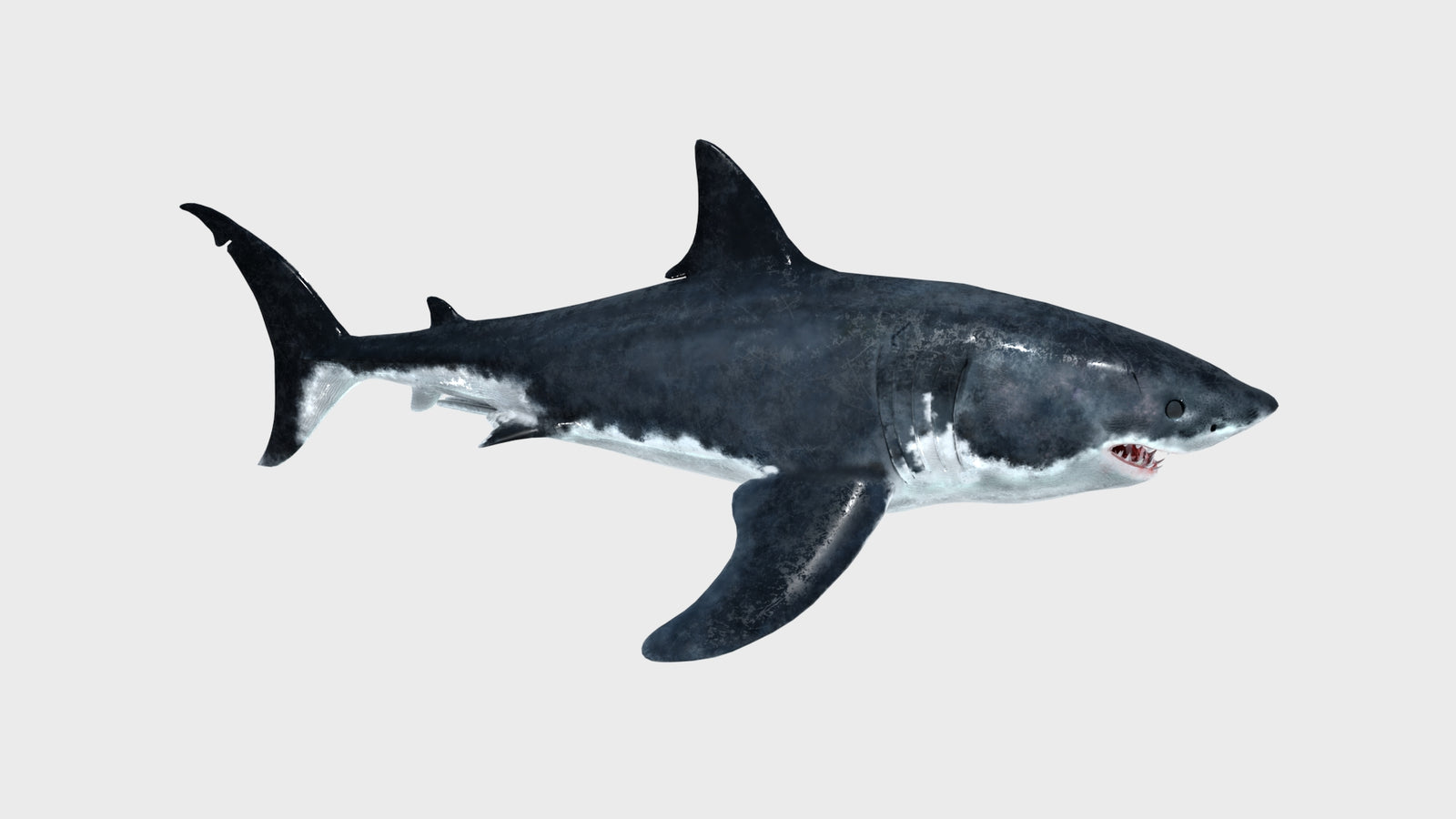 Great White Shark 3D Model 360° view 1 frame 16