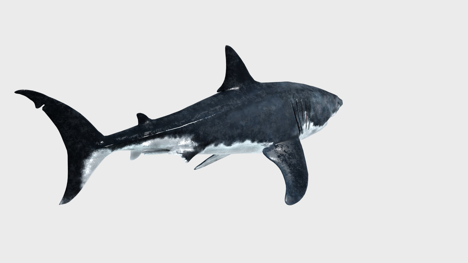 Great White Shark 3D Model 360° view 1 frame 22