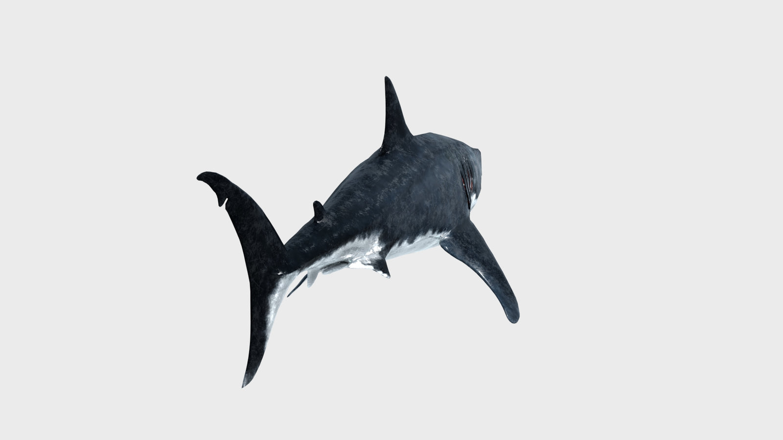 Great White Shark 3D Model 360° view 1 frame 25