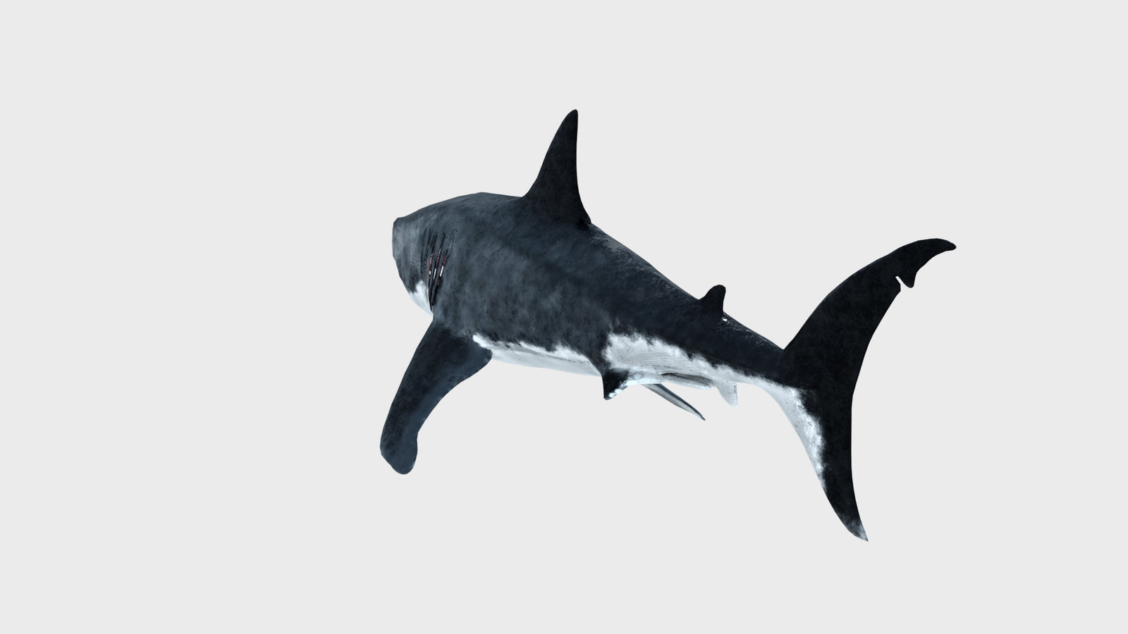 Great White Shark 3D Model 360° view 1 frame 30