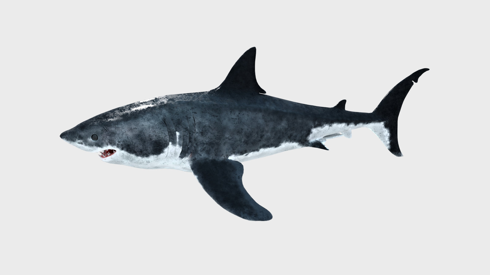 Animated Great White Shark 3D Model 360° view 1 frame 2