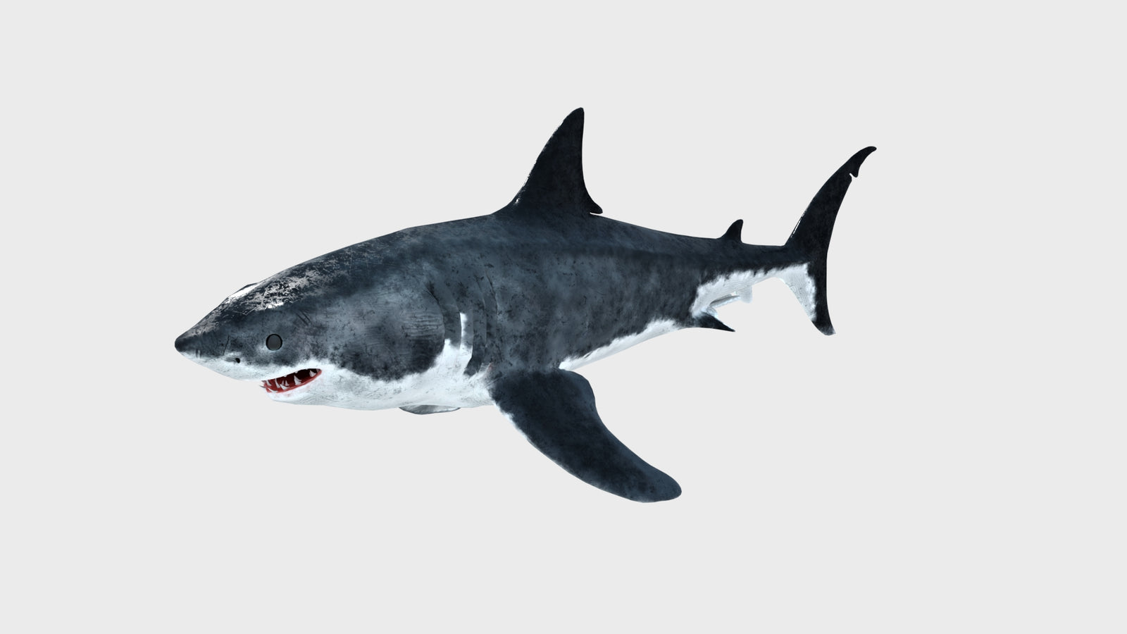 Animated Great White Shark 3D Model 360° view 1 frame 4