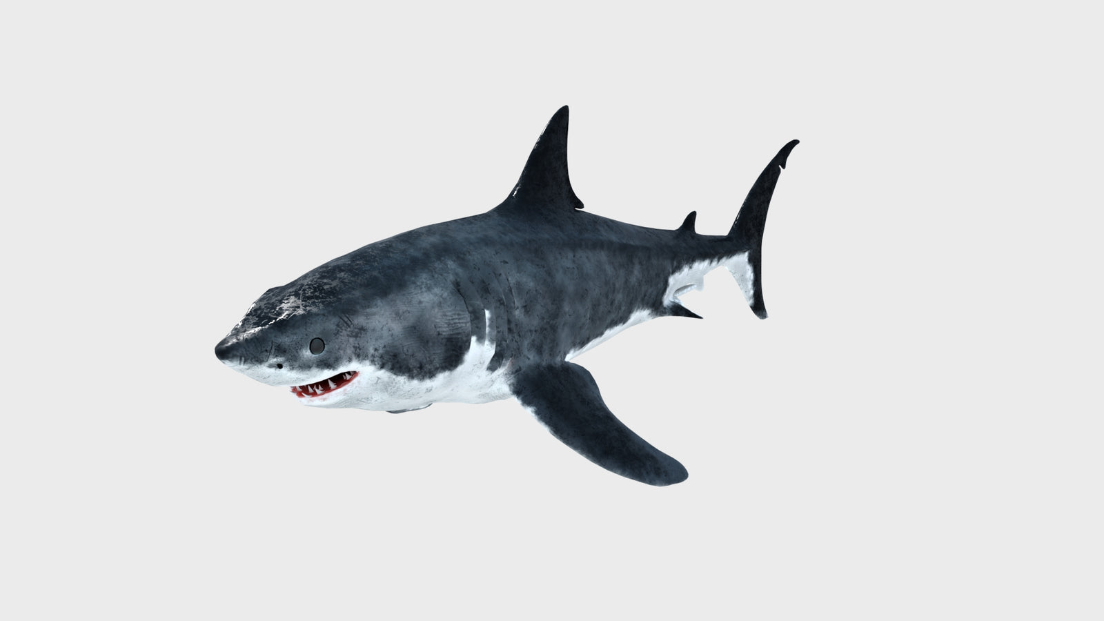 Animated Great White Shark 3D Model 360° view 1 frame 5