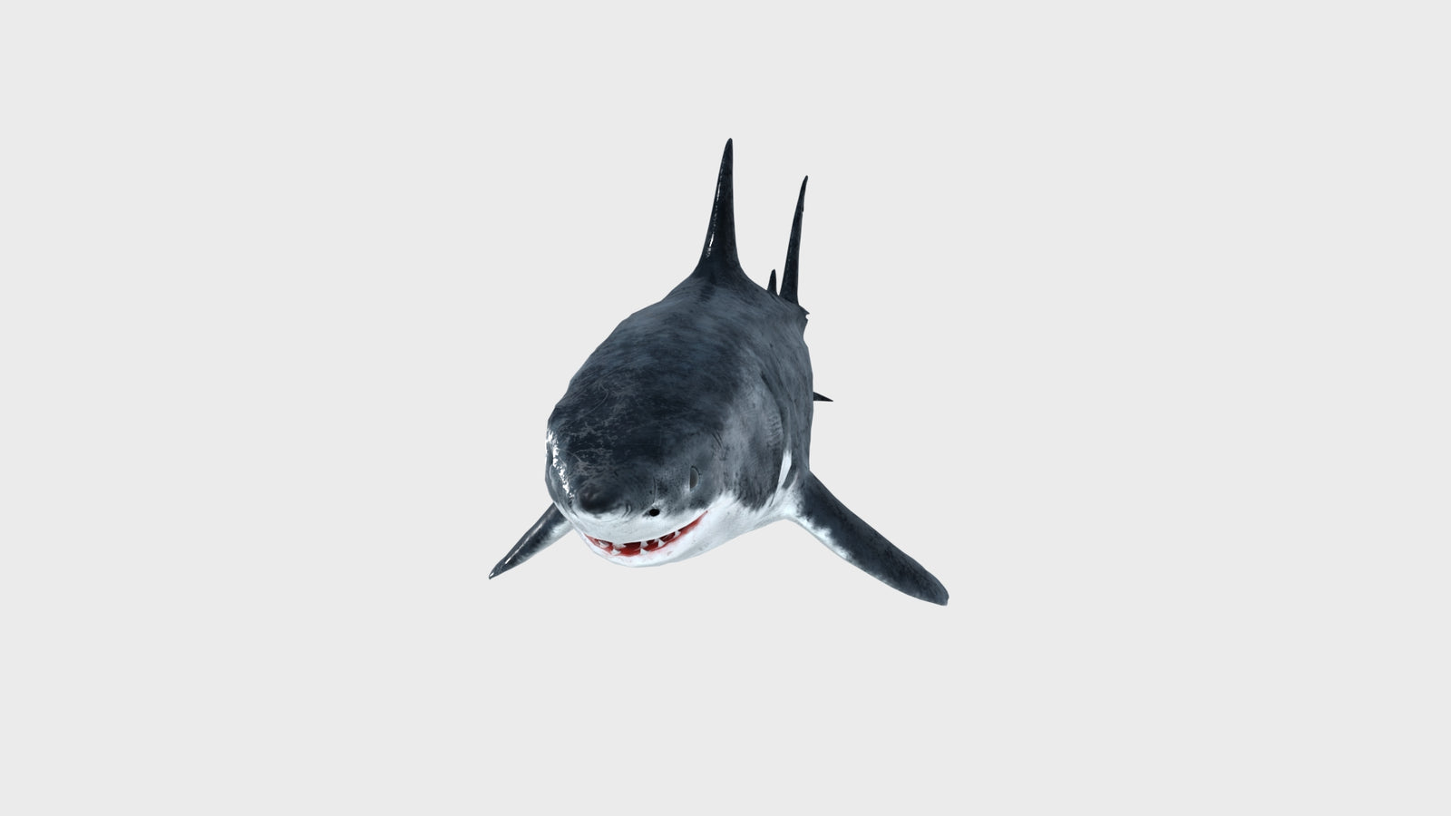 Animated Great White Shark 3D Model 360° view 1 frame 8