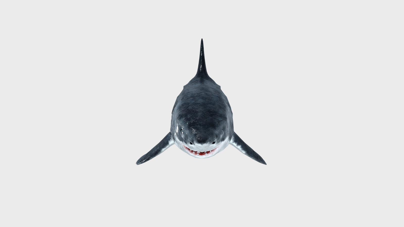 Animated Great White Shark 3D Model 360° view 1 frame 9