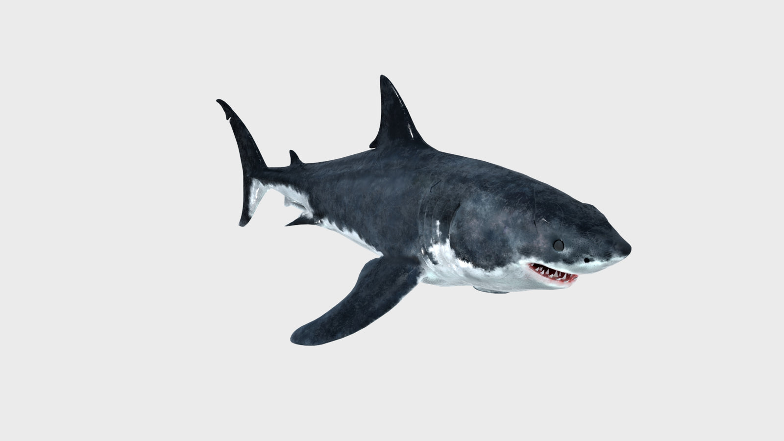 Animated Great White Shark 3D Model 360° view 1 frame 13