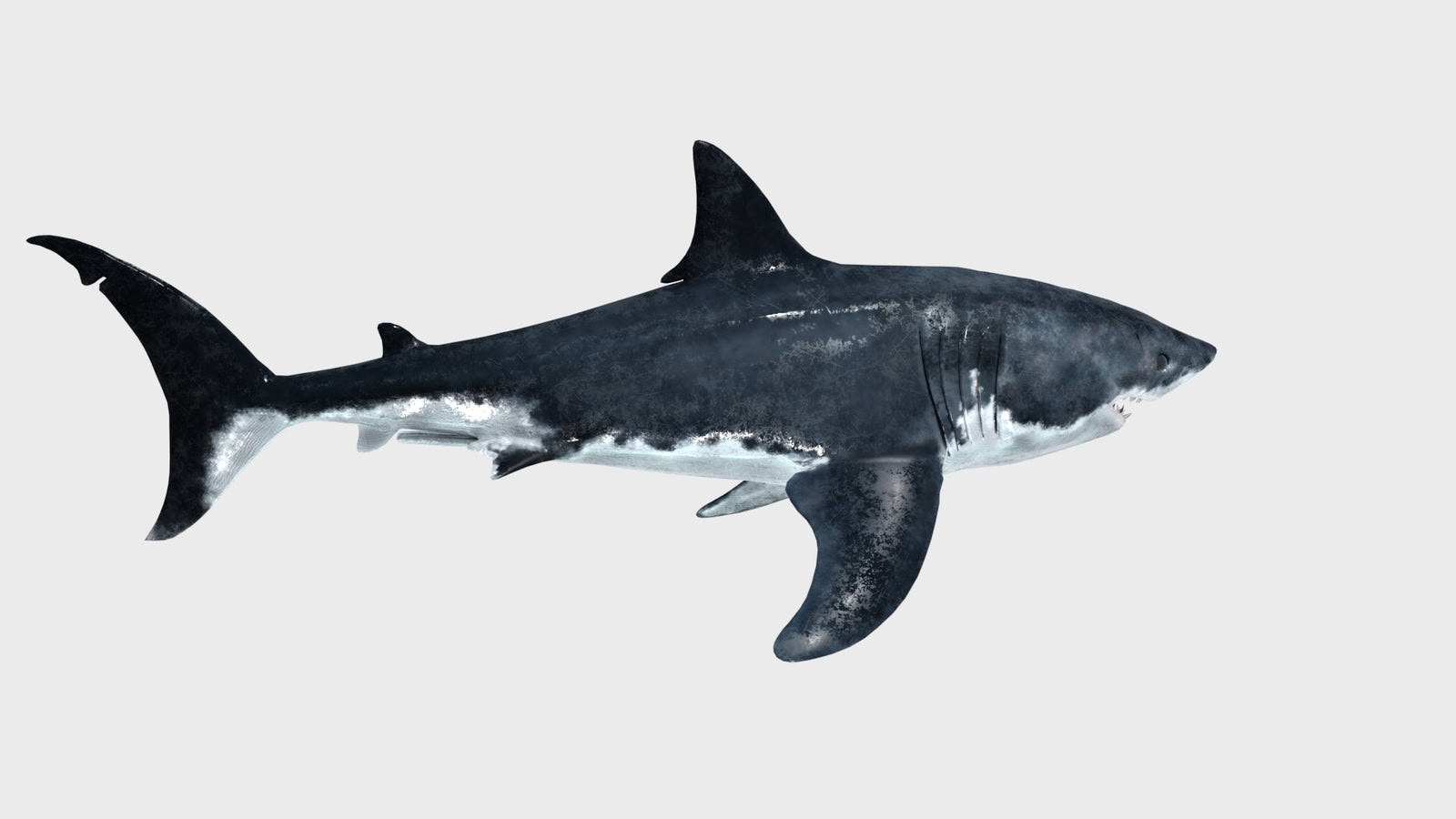 Animated Great White Shark 3D Model 360° view 1 frame 19