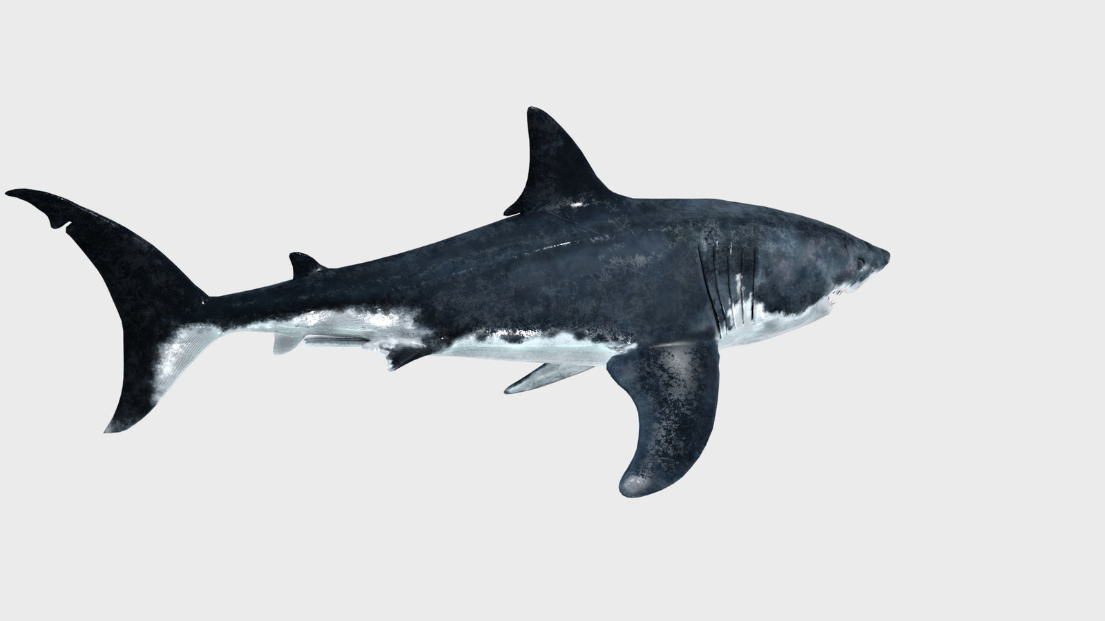Animated Great White Shark 3D Model 360° view 1 frame 20