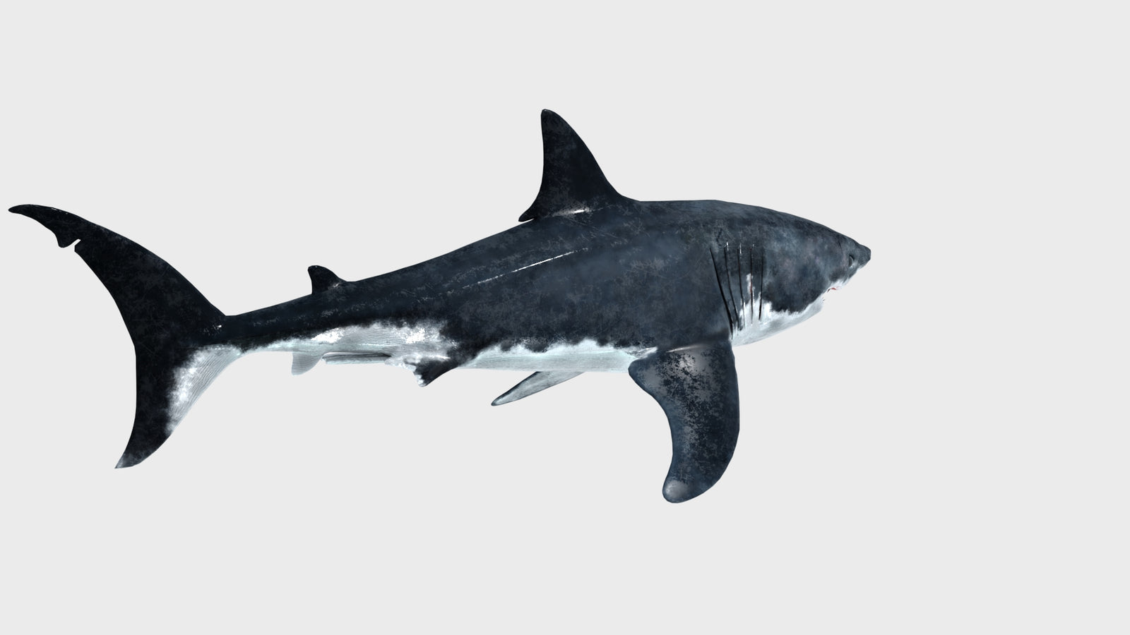 Animated Great White Shark 3D Model 360° view 1 frame 21