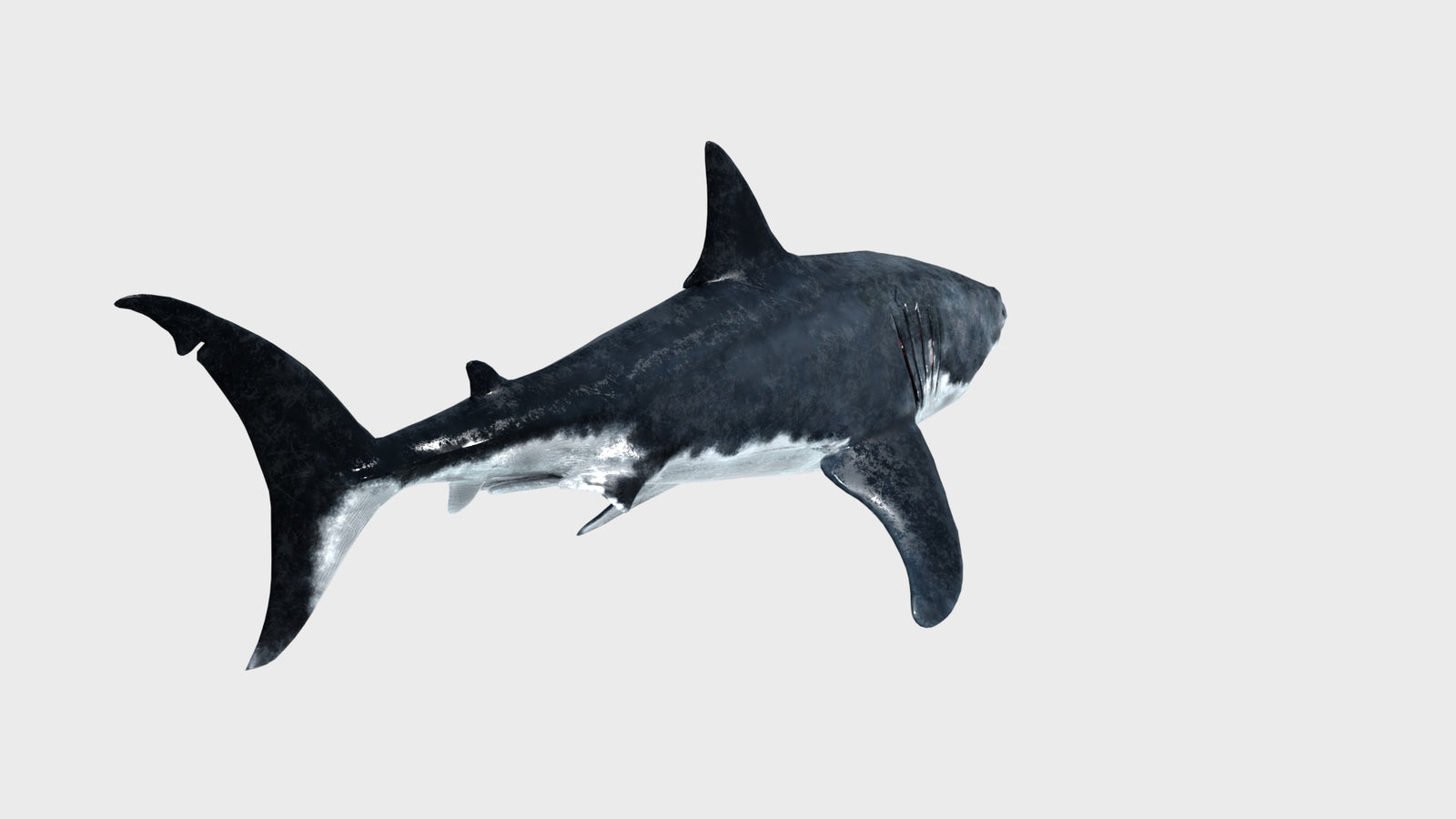 Animated Great White Shark 3D Model 360° view 1 frame 23