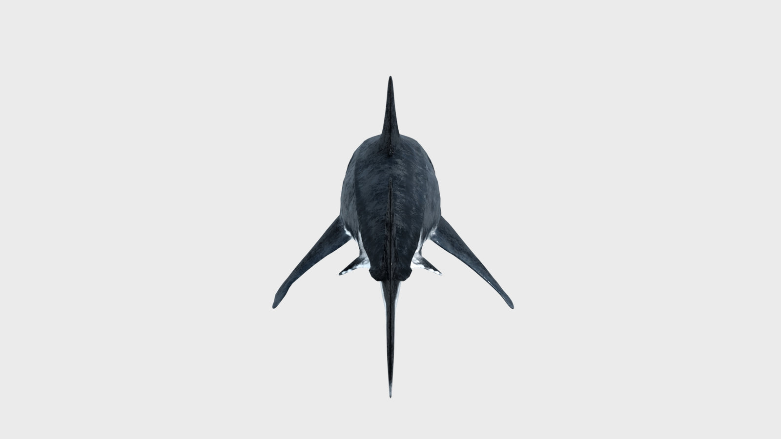 Animated Great White Shark 3D Model 360° view 1 frame 27