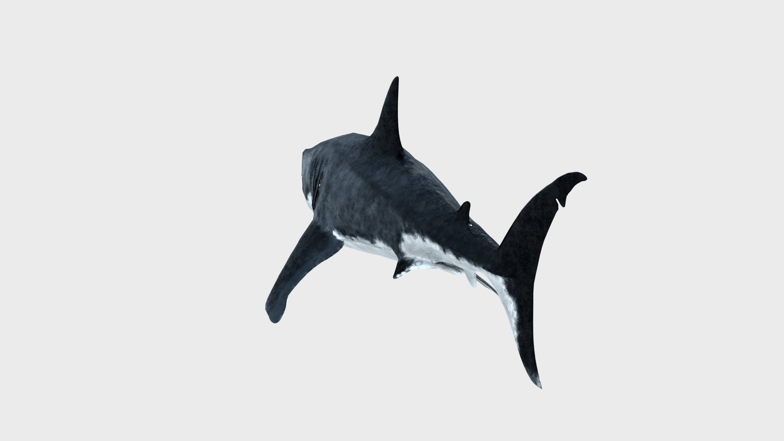 Animated Great White Shark 3D Model 360° view 1 frame 29