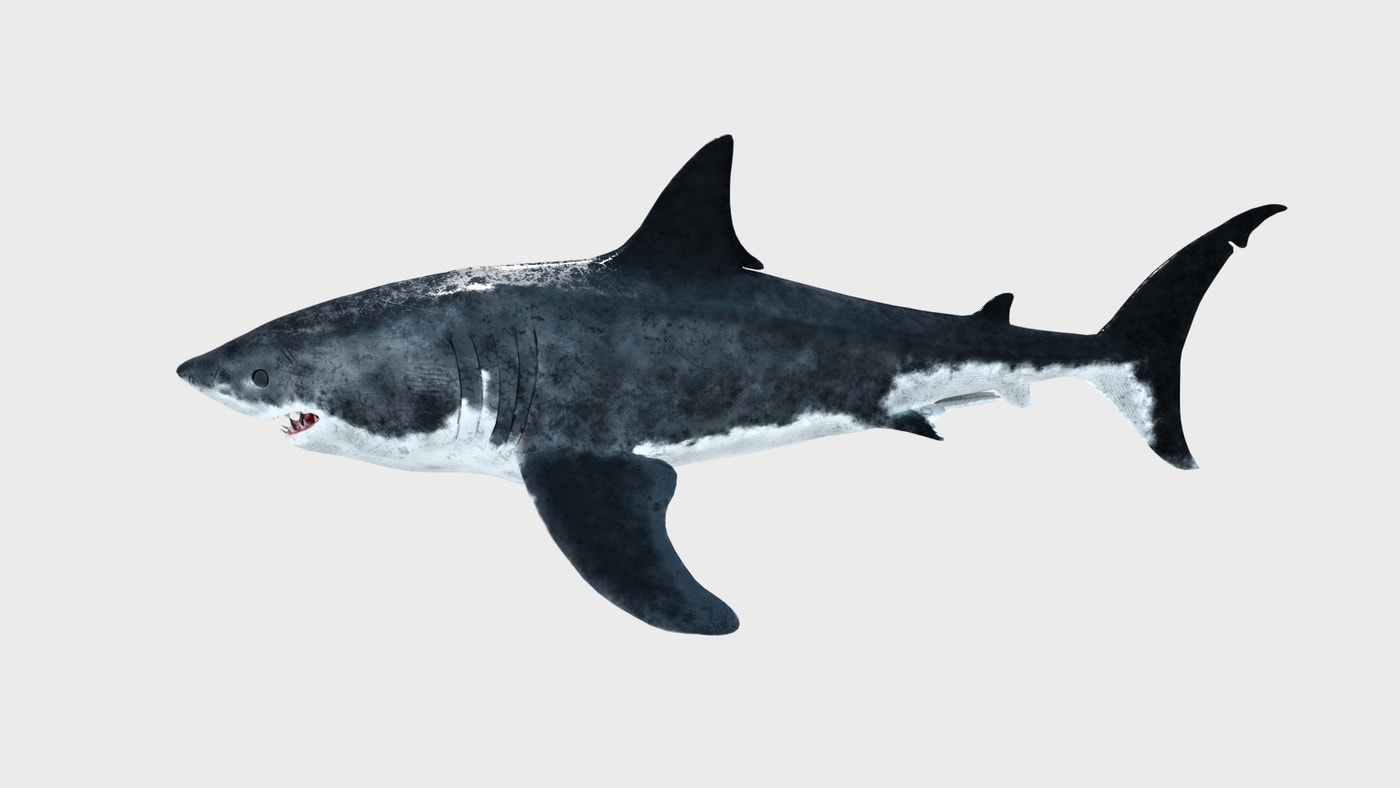 Rigged Great White Shark 3D Model - 360 Degree View