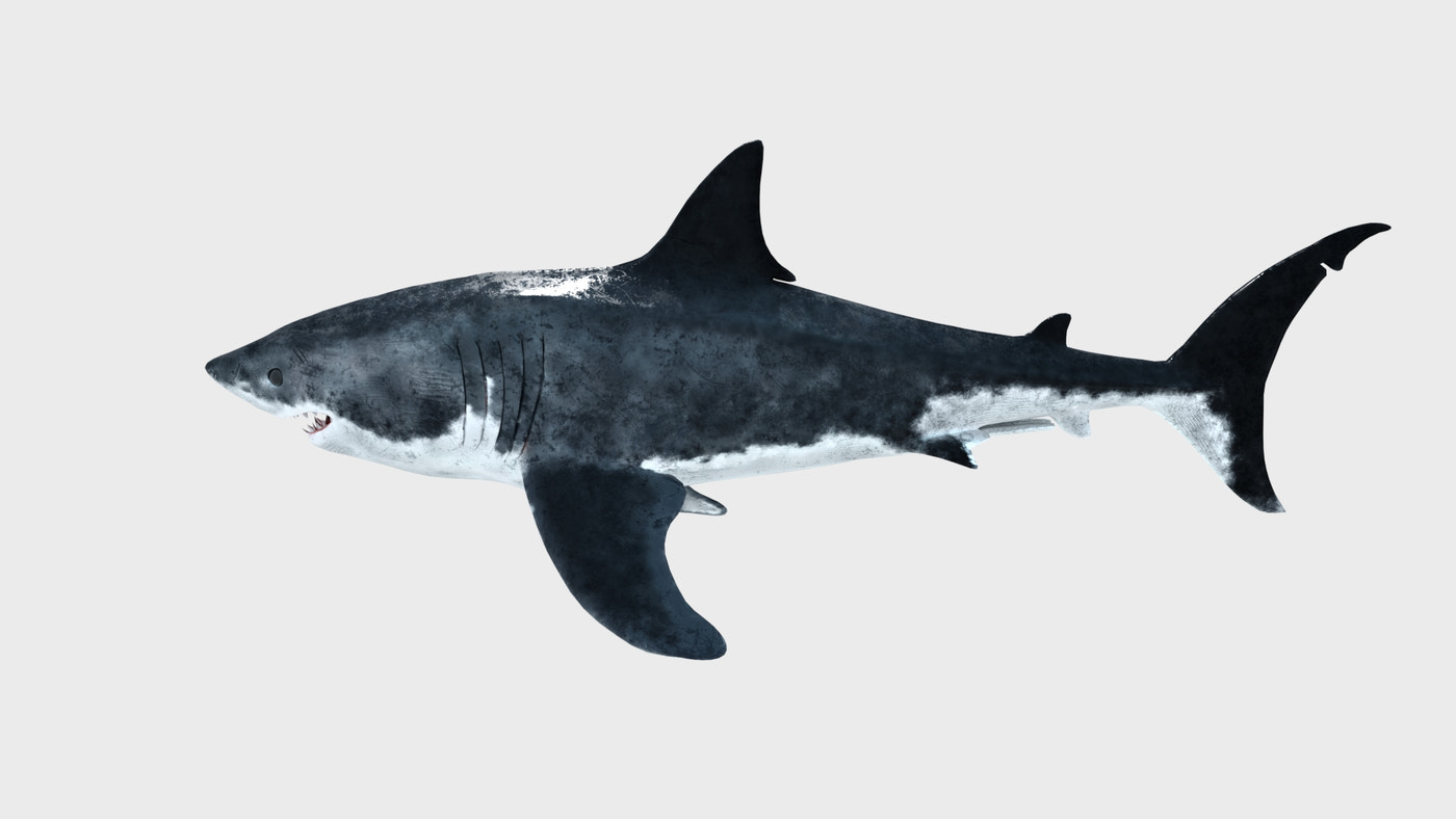 Rigged Great White Shark 3D Model - 360 Degree View