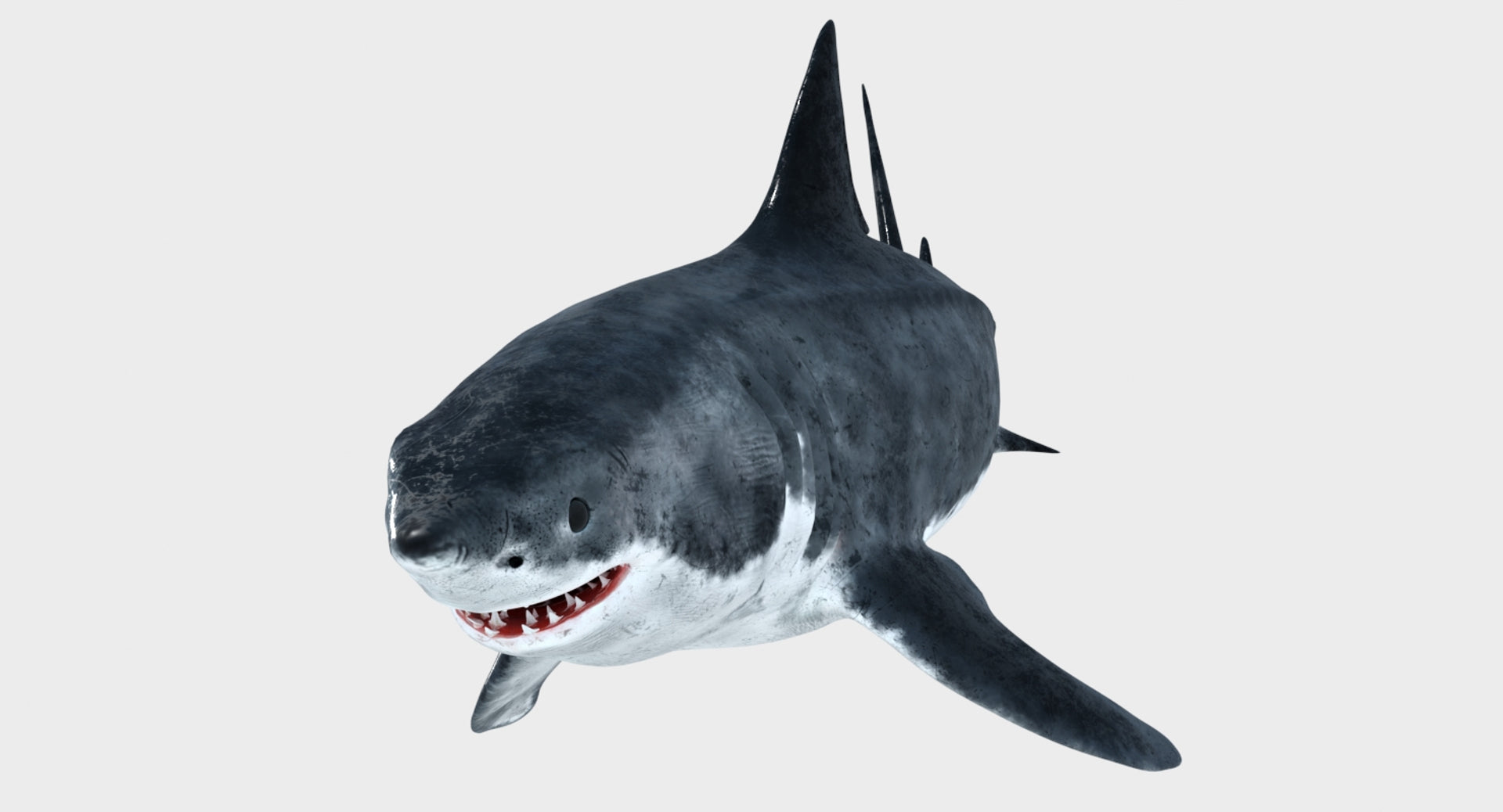 Animated Great White Shark 3D Model - 360 Degree View