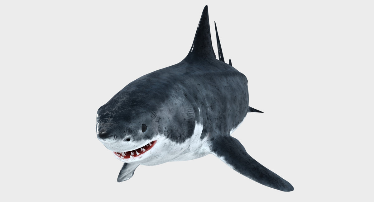 Animated Great White Shark 3D Model - 360 Degree View