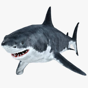 Great White Shark 3D Model for Download Thumbnail