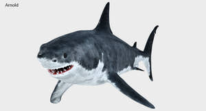 Great White Shark 3D Model for Download Thumbnail