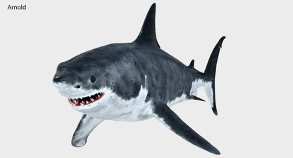 Great White Shark 3D Model
