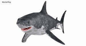 Great White Shark 3D Model for Download Thumbnail