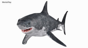 Great White Shark 3D Model for Download Thumbnail