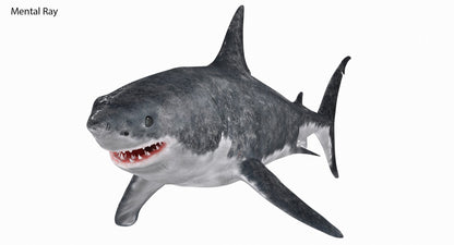 Great White Shark 3D Model