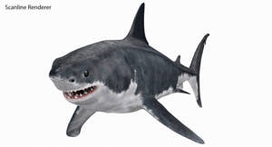 Great White Shark 3D Model for Download Thumbnail