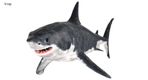 Great White Shark 3D Model for Download Thumbnail