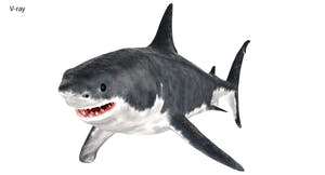 Great White Shark 3D Model for Download Thumbnail