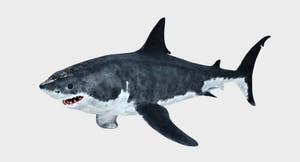 Great White Shark 3D Model for Download Thumbnail