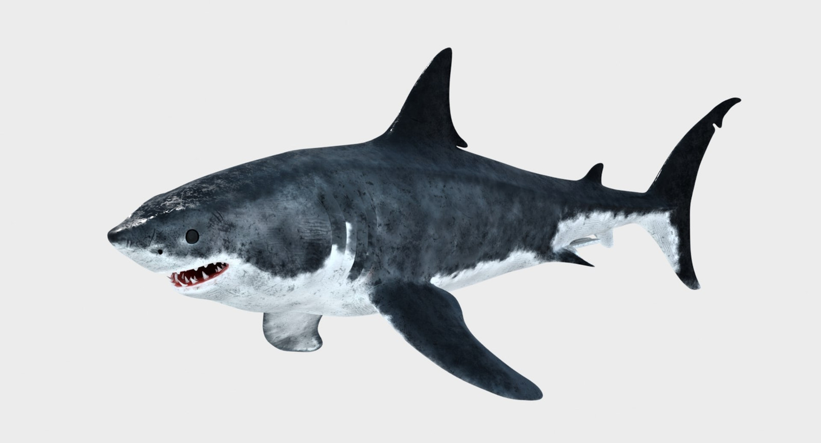 Great White Shark 3D Model for Download