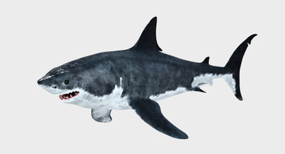 Great White Shark 3D Model