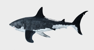 Great White Shark 3D Model for Download Thumbnail