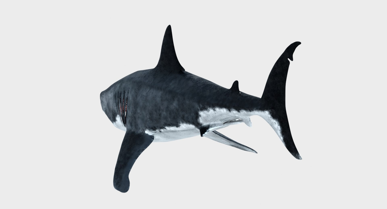 Great White Shark 3D Model for Download
