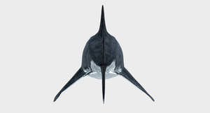 Great White Shark 3D Model for Download Thumbnail