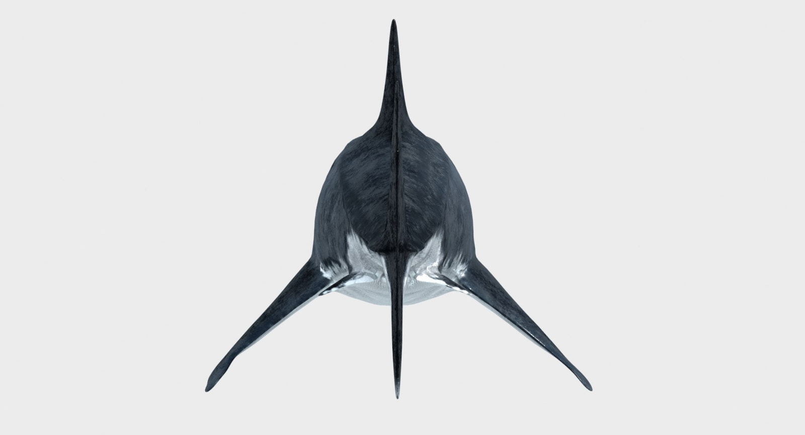 Great White Shark 3D Model for Download
