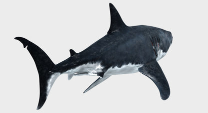 Great White Shark 3D Model