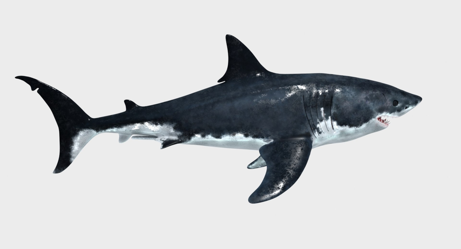 Great White Shark 3D Model for Download