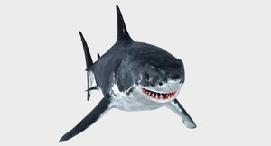 Great White Shark 3D Model for Download Thumbnail