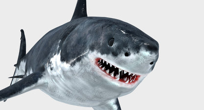 Great White Shark 3D Model