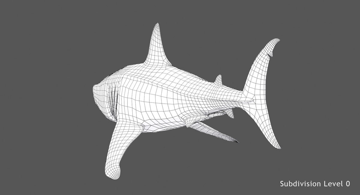 Great White Shark 3D Model Wireframe View 0
