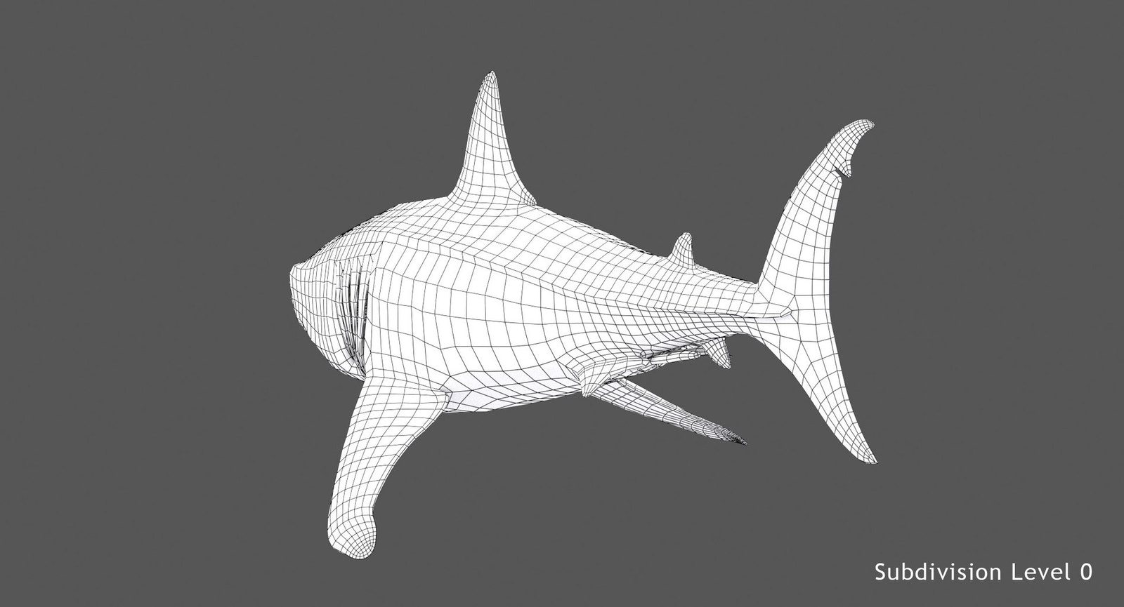 Great White Shark 3D Model Wireframe View 0