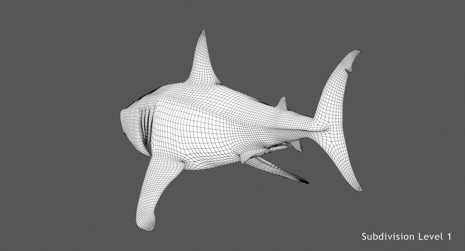 Great White Shark 3D Model Wireframe View 1