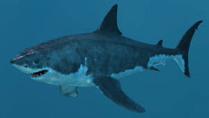 Great White Shark 3D Model for Download Thumbnail