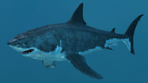 Great White Shark 3D Model for Download Thumbnail