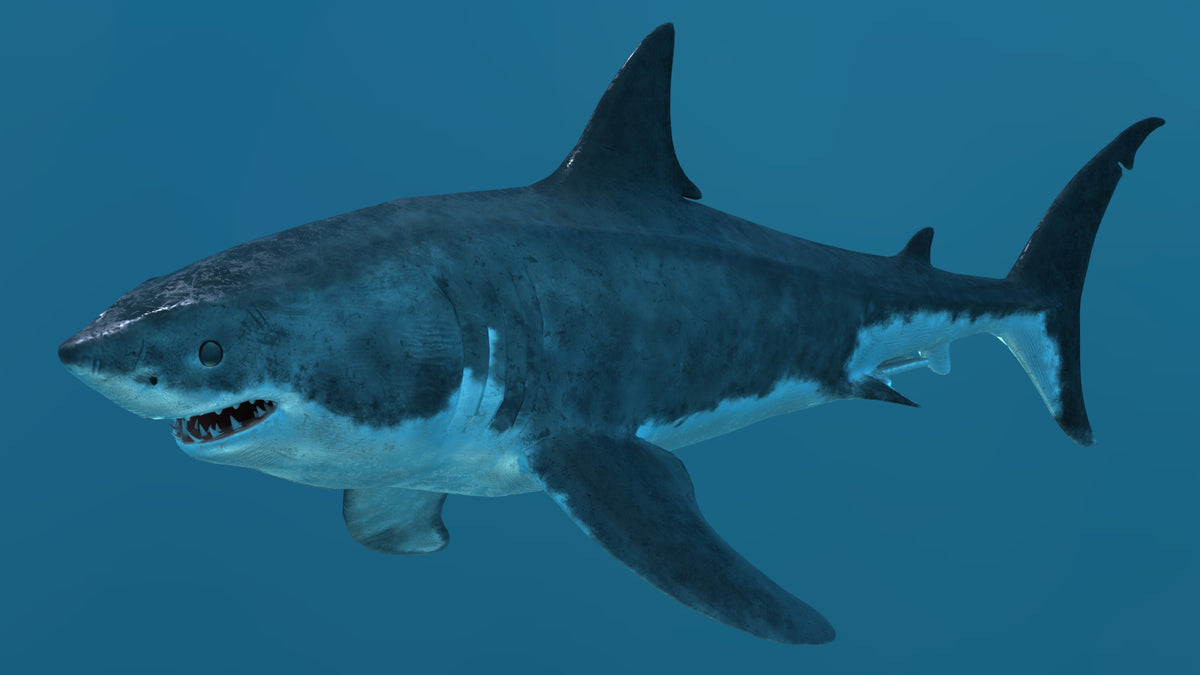 Great White Shark 3D Model for Download