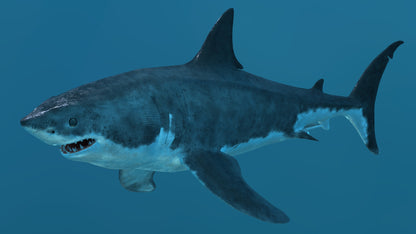 Great White Shark 3D Model