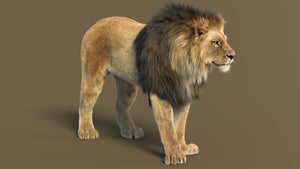 High-Quality Realistic Lion 3D Model with Fur – For Purchase and Instant Download Thumbnail