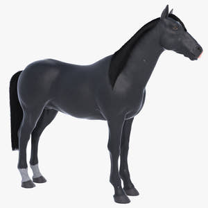 Horse Black 3D Model Thumbnail