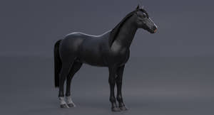 Horse Black 3D Model Thumbnail